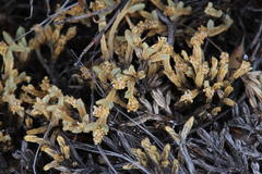 Psammotropha quadrangularis