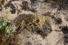 Psammotropha quadrangularis