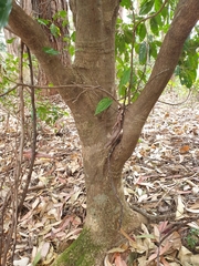 Sarcomelicope simplicifolia