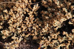 Psammotropha quadrangularis