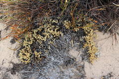 Psammotropha quadrangularis