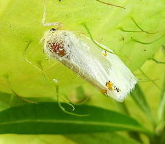 Euproctis haemodetes