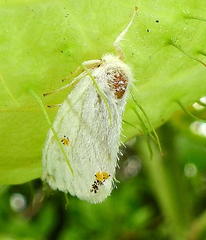 Euproctis haemodetes