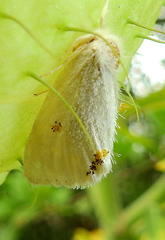 Euproctis haemodetes