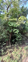 Corylus avellana