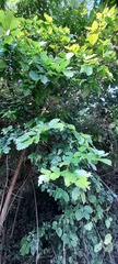 Corylus avellana