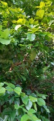 Corylus avellana