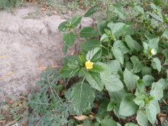 Malvastrum coromandelianum