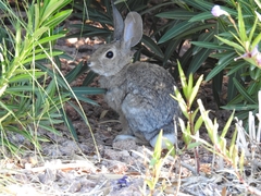 Sylvilagus audubonii