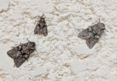 Dryobotodes monochroma