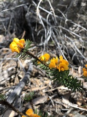 Pultenaea aristata