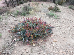 Acacia glaucoptera