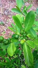 Suregada lanceolata