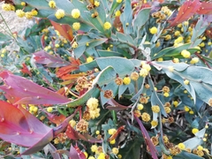 Acacia glaucoptera