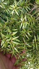 Peristoreus flavitarsis