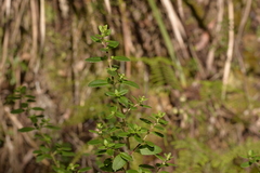 Gonocarpus oreophilus