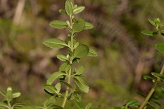 Gonocarpus oreophilus