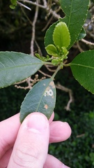 Liriomyza flavolateralis