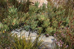 Leucadendron arcuatum