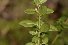 Gonocarpus oreophilus