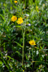Hieracium korshinskyi