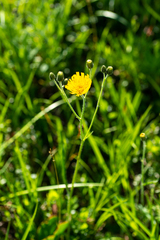 Hieracium korshinskyi