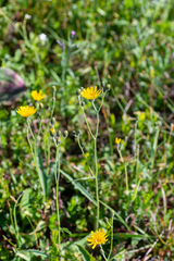 Hieracium korshinskyi