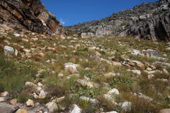 Leucadendron arcuatum