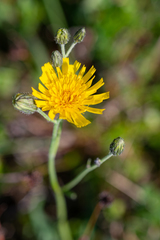 Hieracium korshinskyi
