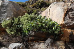 Protea recondita