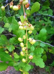 Rhus mysorensis