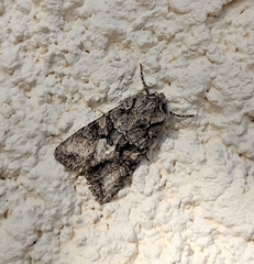 Dryobotodes monochroma