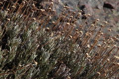 Euryops othonnoides