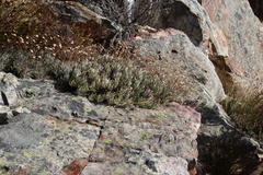 Euryops othonnoides