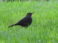 Turdus merula