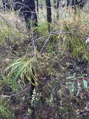 Persoonia longifolia