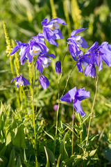 Aquilegia jucunda