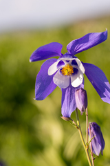 Aquilegia jucunda