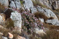 Protea recondita