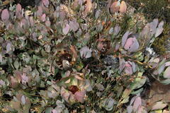 Protea recondita