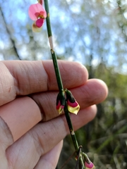 Sphaerolobium rostratum