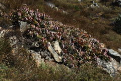 Protea recondita