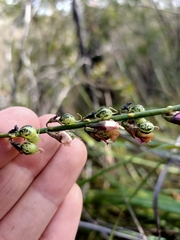 Sphaerolobium rostratum