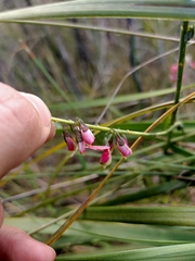 Sphaerolobium rostratum