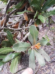 Banksia lemanniana