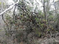 Banksia lemanniana