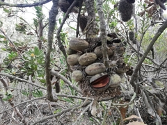 Banksia lemanniana