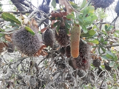Banksia lemanniana