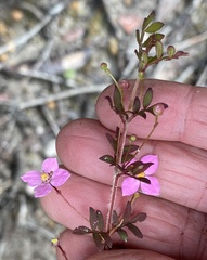Boronia gracilipes
