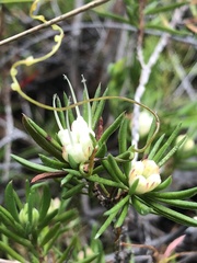 Darwinia grandiflora